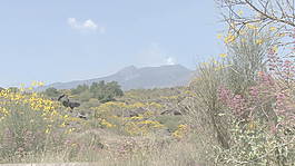 西西里岛的埃特纳火山熔岩和鲜花4股票的录像 视频免费下载