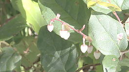 俄勒冈植物萌芽股票视频 视频免费下载