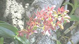 紅色蘭花股票視頻 視頻免費(fèi)下載