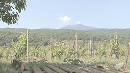 西西里岛的埃特纳火山的葡萄园和股票的录像 视频免费下载