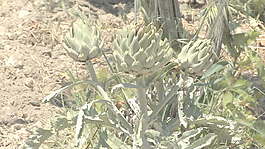 西西里岛酒庄菊芋股票视频 视频免费下载