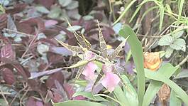 黃色，棕色和粉紅色的小蘭花股票視頻 視頻免費下載