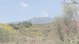 西西里岛的埃特纳火山熔岩和鲜花9股票的录像 视频免费下载