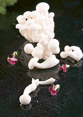 白玉菇圖片