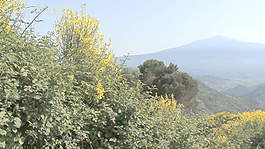西西里岛的埃特纳火山和黄色的花盘股票视频 视频免费下载