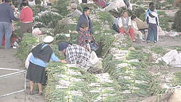 厄瓜多尔股市的录像 视频免费下载