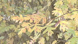 紅色和黃色的葉子股票視頻 視頻免費(fèi)下載