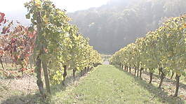 陽光明媚的葡萄園查看股票的錄像 視頻免費(fèi)下載