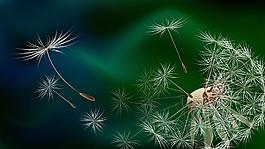 綠色蒲公英背景素材