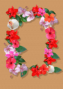 夏日熱情朱瑾花相框