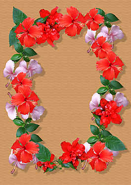 紅色朱瑾花相框