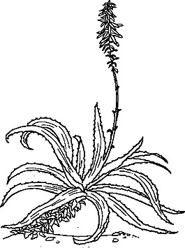 蘆薈的剪輯藝術(shù)