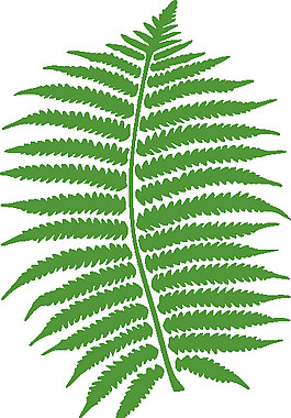 蕨類植物剪貼畫