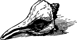貝殼藝術(shù)剪輯