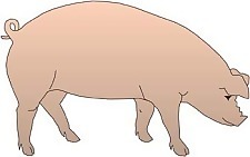 豬36