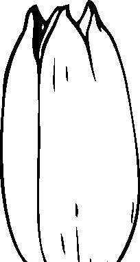 郁金香花芽剪贴画轮廓