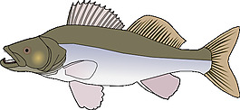 大魚candat動物剪輯