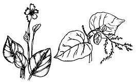 植物矢量素材