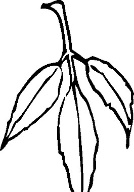 葉片夾藝術(shù)