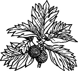 面包夾藝術