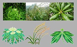 中医的植物材料