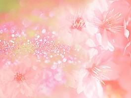 背景花素材