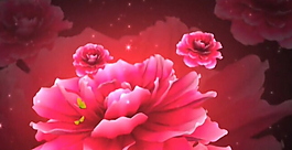 牡丹花視頻模板