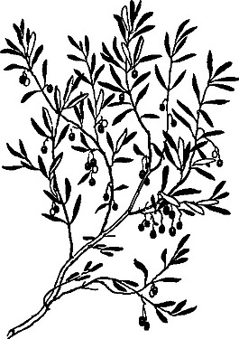 橄欖枝的剪輯藝術(shù)