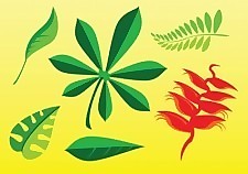 免費(fèi)的植物圖片