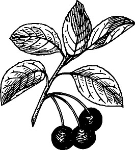 櫻桃剪貼畫(huà)