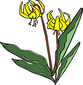 GG Erythronium桔梗剪貼畫