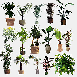 绿色植物分层