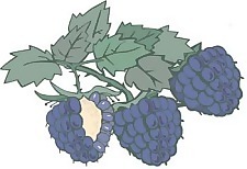 kasemek