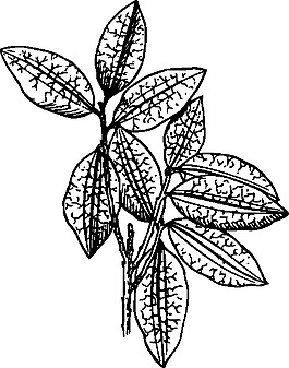 古柯植物剪贴画