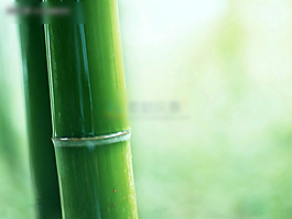 竹子虚化背景PPT