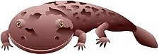 salamandar