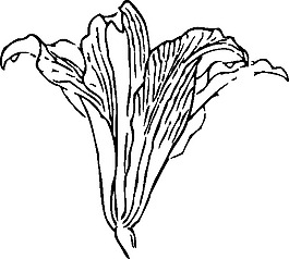花剪辑艺术