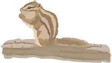 4 burunduk向量