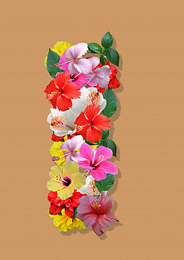朱槿花I