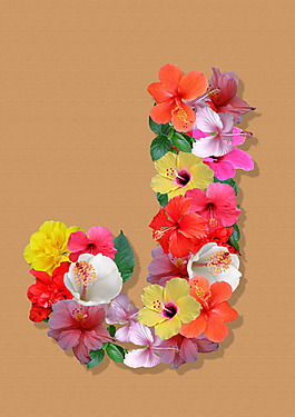 朱槿花J