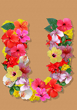 朱槿花U
