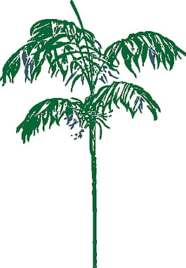 棕櫚樹的剪輯藝術(shù)