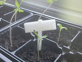 植物的跡象