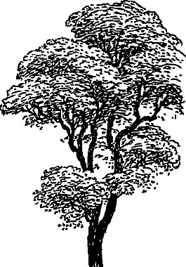 高高的樹上的剪貼畫