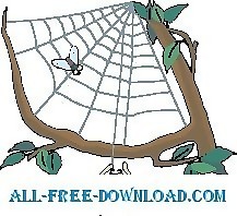 蜘蛛和Web 3