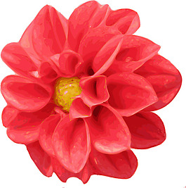 大麗花剪貼畫(huà)