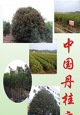 中國丹桂之鄉
