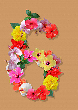 朱瑾花數字6