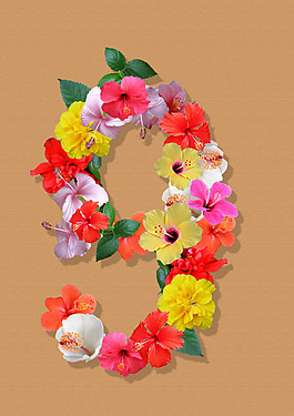 朱瑾花數字9