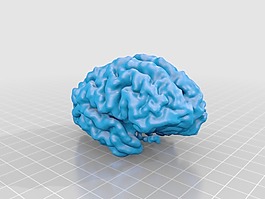 皮层的